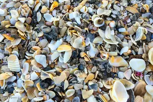 410 Oriole Ln, Indialantic, FL 32903 - Photo 77