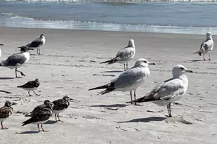 239 Brickell St SE, Palm Bay, FL 32909 - Photo 53