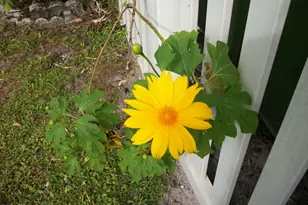 1972 Mango St NE, Palm Bay, FL 32905 - Photo 29