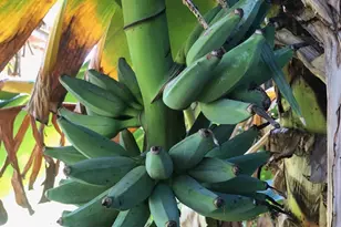 332 Nikomas Way, Melbourne Beach, FL 32951 - Photo 59