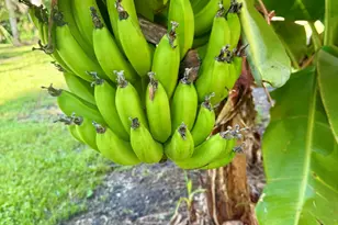 111 Seagrape Rd, Melbourne Beach, FL 32951 - Photo 19