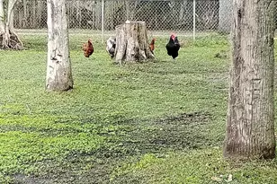 865 Pine Island Rd, Merritt Island, FL 32953 - Photo 45