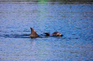 1240 Turkey Creek Dr NE, Palm Bay, FL 32905 - Photo 41