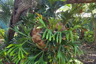 6545 Floridana Ave, Melbourne Beach, FL 32951 - Photo 41