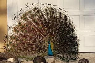 807 Mystic Dr, Cape Canaveral, FL 32920 - Photo 57