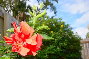 2445 Christine Dr, Titusville, FL 32796 - Photo 21