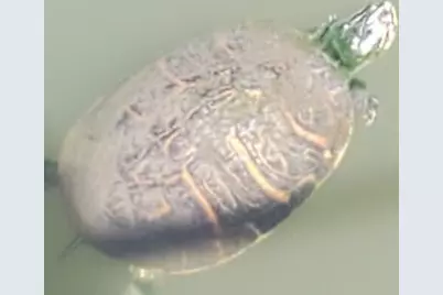 5584 Cord Grass Lane, Melbourne Beach, FL 32951 - Photo 41