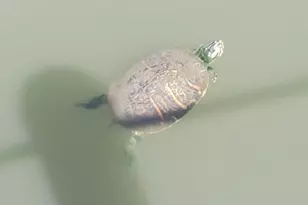 5584 Cord Grass Ln, Melbourne Beach, FL 32951 - Photo 41