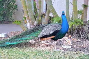 8761 Ilex Ct, Cape Canaveral, FL 32920 - Photo 35