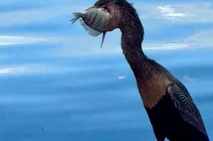 1710 Westport Rd, Merritt Island, FL 32952 - Photo 69