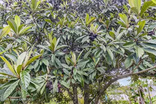 251 District St SE, Palm Bay, FL 32909 - Photo 23