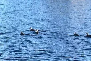 1280 Royal Fern Dr, Melbourne, FL 32940 - Photo 17