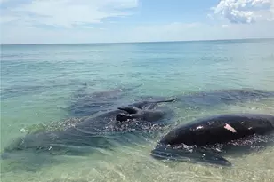 9255 Hwy A1A, Melbourne Beach, FL 32951 - Photo 33