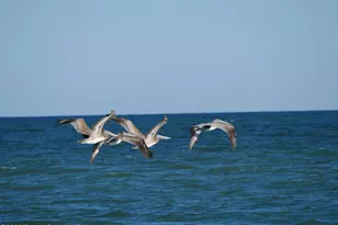 2880 S Atlantic Ave, Cocoa Beach, FL 32931 - Photo 31