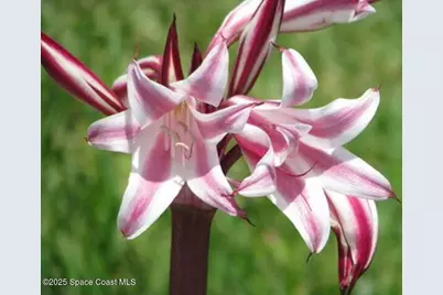 6710 Highway A1A, Melbourne Beach, FL 32951 - Photo 67