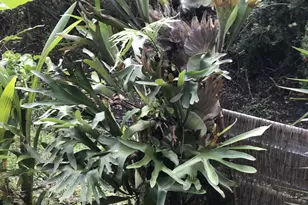 450 Hazel St, Sebastian, FL 32958 - Photo 21