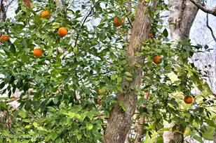 4126 Fitzroy Reef Dr, Mims, FL 32754 - Photo 49