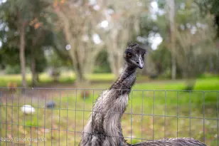 5000 Gandy Rd, Mims, FL 32754 - Photo 101