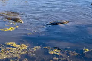 999 Sunswept Rd NE, Palm Bay, FL 32905 - Photo 19