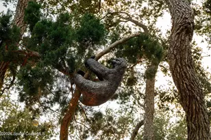 4828 S Peninsula Dr, Ponce Inlet, FL 32127 - Photo 115