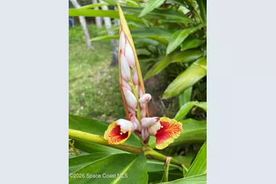 1624 S Daytona Avenue, Flagler Beach, FL 32136 - Photo 7