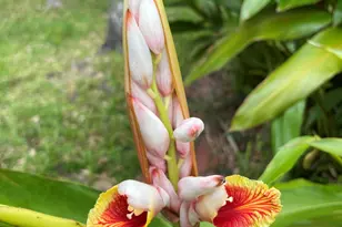 1624 S Daytona Ave, Flagler Beach, FL 32136 - Photo 7