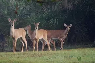 32801 US Hwy 441 Hwy N, Okeechobee, FL 34972 - Photo 63