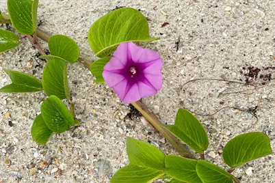 586 N Wickham Road #63, Melbourne, FL 32935 - Photo 67