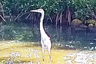 200 S Banana River Blvd, Cocoa Beach, FL 32931 - Photo 55