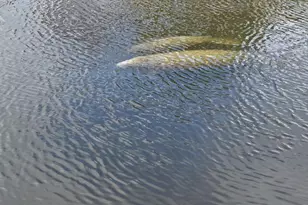 2245 Chevalier Pl, Merritt Island, FL 32952 - Photo 43