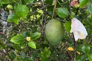 3403 Cloudberry Pl, Melbourne, FL 32940 - Photo 35