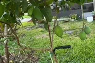 3403 Cloudberry Pl, Melbourne, FL 32940 - Photo 31