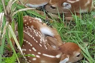 32801 US Highway 441 N, Okeechobee, FL 34972 - Photo 65