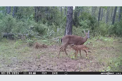 0 Harrison Road, Mims, FL 32754 - Photo 11