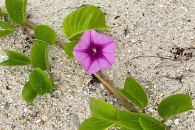 2700 N Highway A1A #11-205, Indialantic, FL 32903 - Photo 53