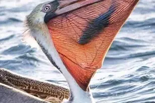 1710 Mahogany Ct NW, Melbourne, FL 32907 - Photo 21