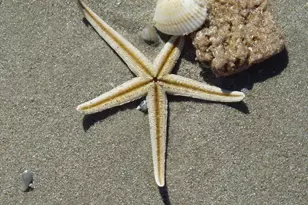 205 Melaleuca Dr, Satellite Beach, FL 32937 - Photo 59