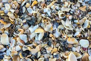 205 Melaleuca Dr, Satellite Beach, FL 32937 - Photo 65