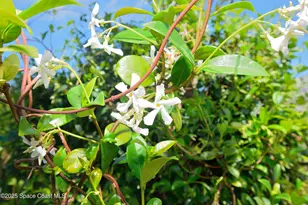 325 N Orlando Ave, Cocoa Beach, FL 32931 - Photo 13