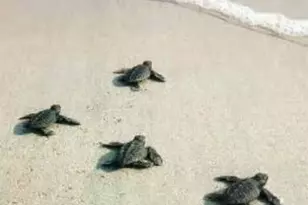 [Address not provided], , FL - Photo 43