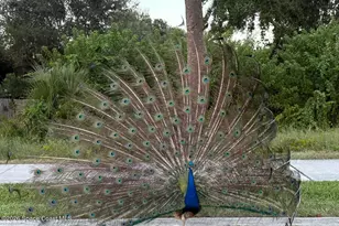 310 Taylor Ave, Cape Canaveral, FL 32920 - Photo 19