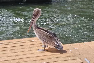 540 S Banana River Dr, Merritt Island, FL 32952 - Photo 39