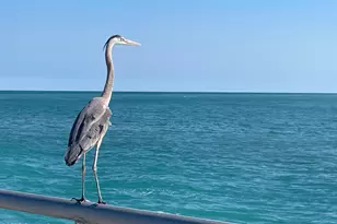 188 Bayshore Dr, Melbourne Beach, FL 32951 - Photo 67