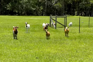 1140 Turnbull Grove Rd, Oak Hill, FL 32759 - Photo 65