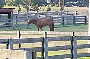 7027 Old 421 Rd, Liberty, NC 27298 - Photo 69