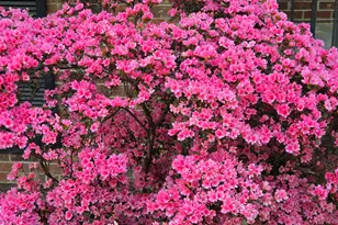 505 Forest Rd, Oxford, NC 27565 - Photo 31