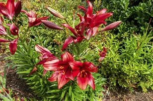 624 Meadowgrass Ln, Wake Forest, NC 27587 - Photo 5