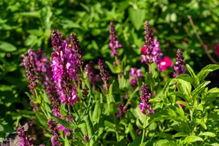 1045 Taylor Hill Rd, Danbury, NC 27016 - Photo 27