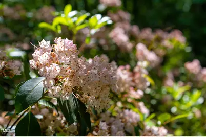 1215 Single Tree Road, Danbury, NC 27016 - Photo 13
