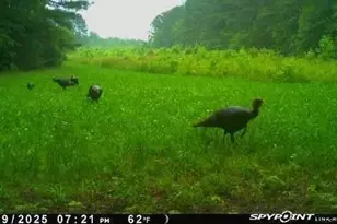 300 Christmas Rd, Warrenton, NC 27589 - Photo 19